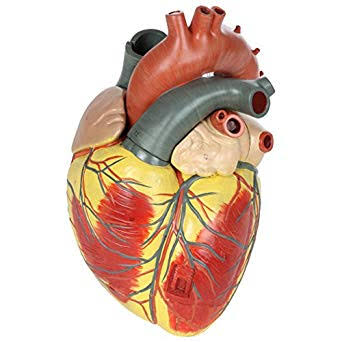 Human Heart Anatomy...